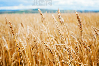 Wheat field