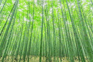  bamboo forest in China