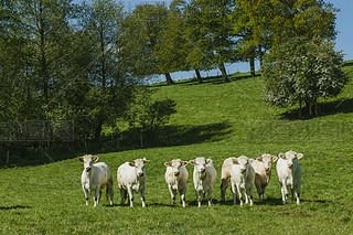 Cows grazing on grassy green field on a bright sunny day. Normandy, France. Cattle breeding and indu