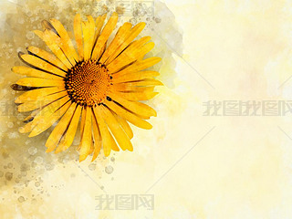 Yellow daisy: Dahlia: Watercolor style flower illustration for background, invitation card, birthday