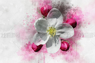 Apple Tree Flowers. Watercolor illustration. Design elements for spring illustrations, floral patter