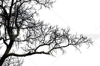 Dead branches , Silhouette dead tree or dry tree on white backgr