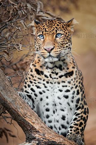 Curios jan leopard climb on tree to see spoil