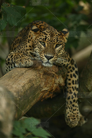 Endangered amur leopard in the nature habitat. Wild animal in captivity. 