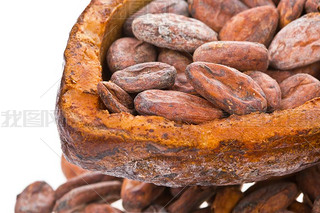 fves de cacao dans les fruits secs de cacao matures