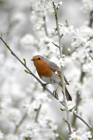 ޱerithacus rubecula