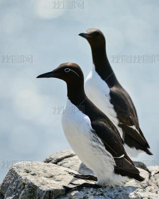 ͨ Guillemot ʥ¶Ĵ