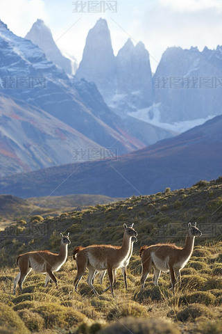 Torres del Paineҹ԰Ĺɿ