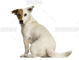 Rear view of a Jack russel terrier looking back, isolated on whi