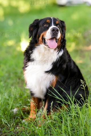 ڹ԰һֻBerner SennenhundڲƺߵɫϵĻ