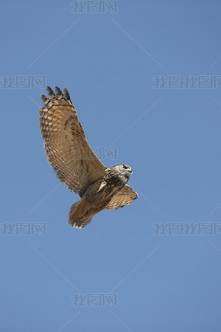 Hibou Grand Duc Du Cap bubo capensis