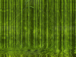 Bamboo forest