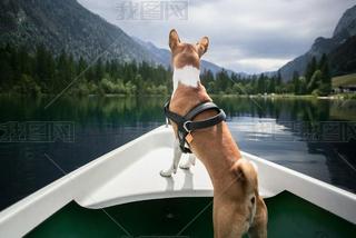 Basenji ڸɽϵС