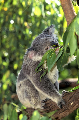 Koala, phascolarctos cinereus, Adult standing in Eucalyptus Tree, Australia  