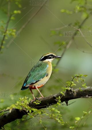 ӡRanthambore Tiger ReserveIndian Pitta