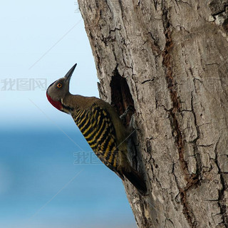 ڼձȶӹ͹鵾ϵ hispaniolan woodpecker (melanerpes striatus).