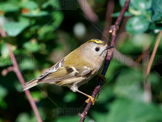 goldcrest (ԯʮ׹˹)