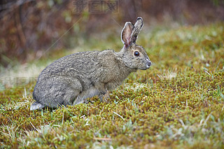 ô˹ʡӣɽѩЬ(Lepus americanus)ɭֱߵİСݵʳ