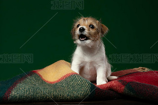 puppy jack russell terrier on a green background. Cute dog