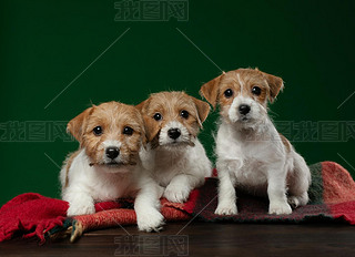 puppy jack russell terrier on a green background. Cute dog