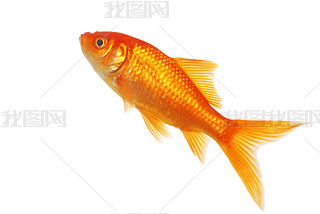Isolated gold fish