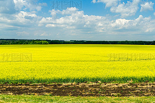 Bright yellow field of oilseed rapeseed. Field of rapeseed with dark stripe of plowed land in foregr