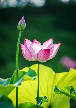 唯美莲花专题模板-唯美莲花图片素材下载-我图网