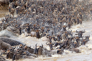 Wildebeest (Connochaetes taurinus) great migration