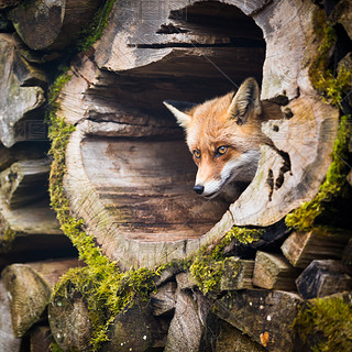 Red Fox (Vulpes vulpes)