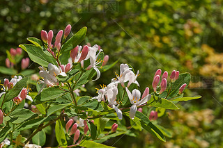 Flowering branch of forest honeysuckle.