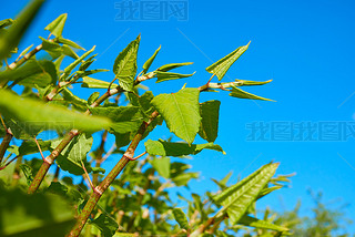 Polygonum Sachalinense growth