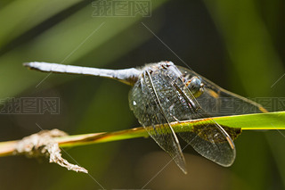 Ʋ (Orthetrum chrysostigma)