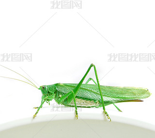 Isolated green grasshopper