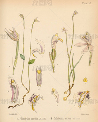 Adenochilus ɡCaladenia Сϼеֲѧ1844׶