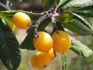 ϵ loquat  (Eriobotrya japonica)ֹϵˮάءʺͿ