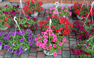 petunias in pots for the garden