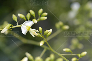 ձ-- Sophora japonica pendula