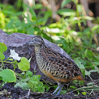 Խֹ buttonquail