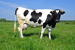 一个夏天一头奶牛牧场在夏天农村风景.