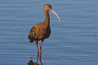 Ibis (plegadis chihi))