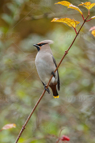 ϣǴ Bombycilla garrulus