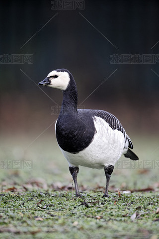 ׶㣬branta leucopsis