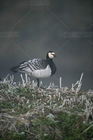 ׶㣬branta leucopsis