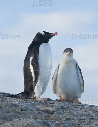 СŮ gentoo .