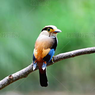 Ԧͦɦʦ? ҦǦ?ͦɦ-breasted broadbill