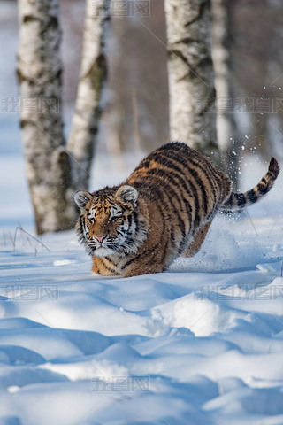 ǻPanthera tigris tigris tigrisɭҲΪڻPanthera tigris altaicaɭбΪĴԻһֻСϻצ˩.