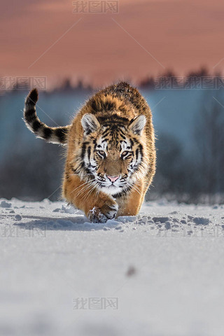 ǻPanthera tigris tigris tigrisɭҲΪڻPanthera tigris altaicaɭбΪĴԻһֻСϻצ˩.