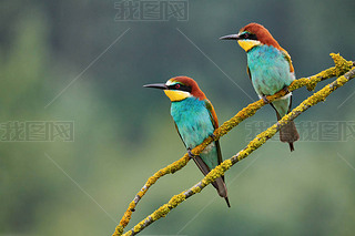 ɫŷ޷ʳ (Merops apiaster) ϢһС֦.