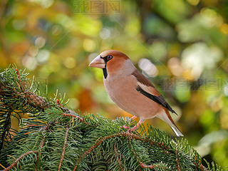  Hawfinch (Coccothraustes Coccothraustes), ɭб