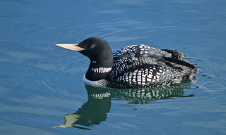 ձĻǱˮԱ (Gia adamsii)